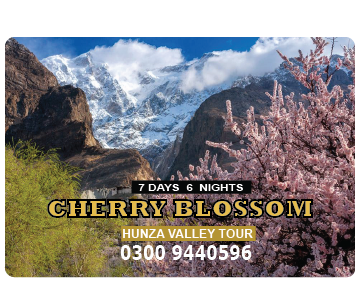 Cherry Blossom Hunza