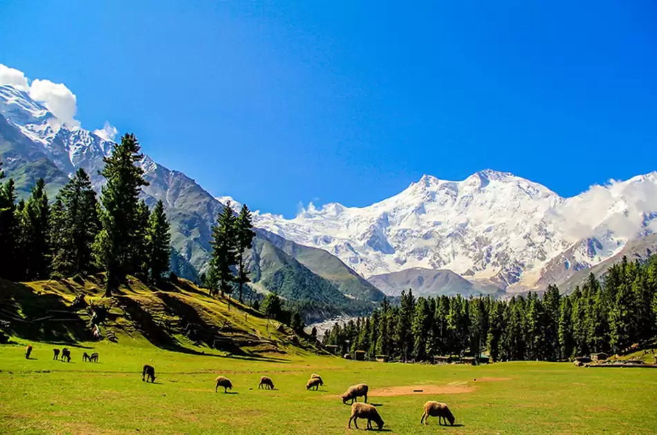 Fairy Meadows Tour Packages 2024
